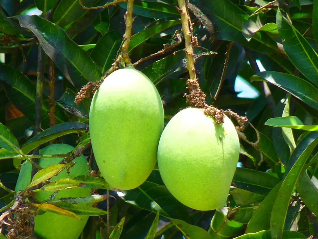 Mango shop in Pakistan - Dream Mangoes - mango store in Pakistan