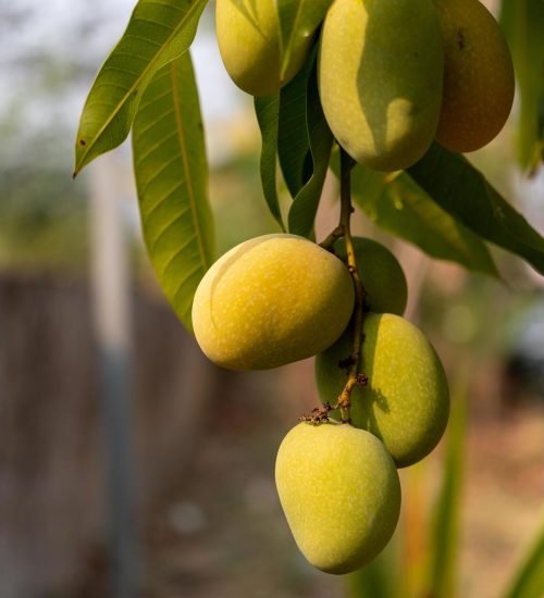 raw-wild-green-mangoes-hanging-on-a-branch-free-photo